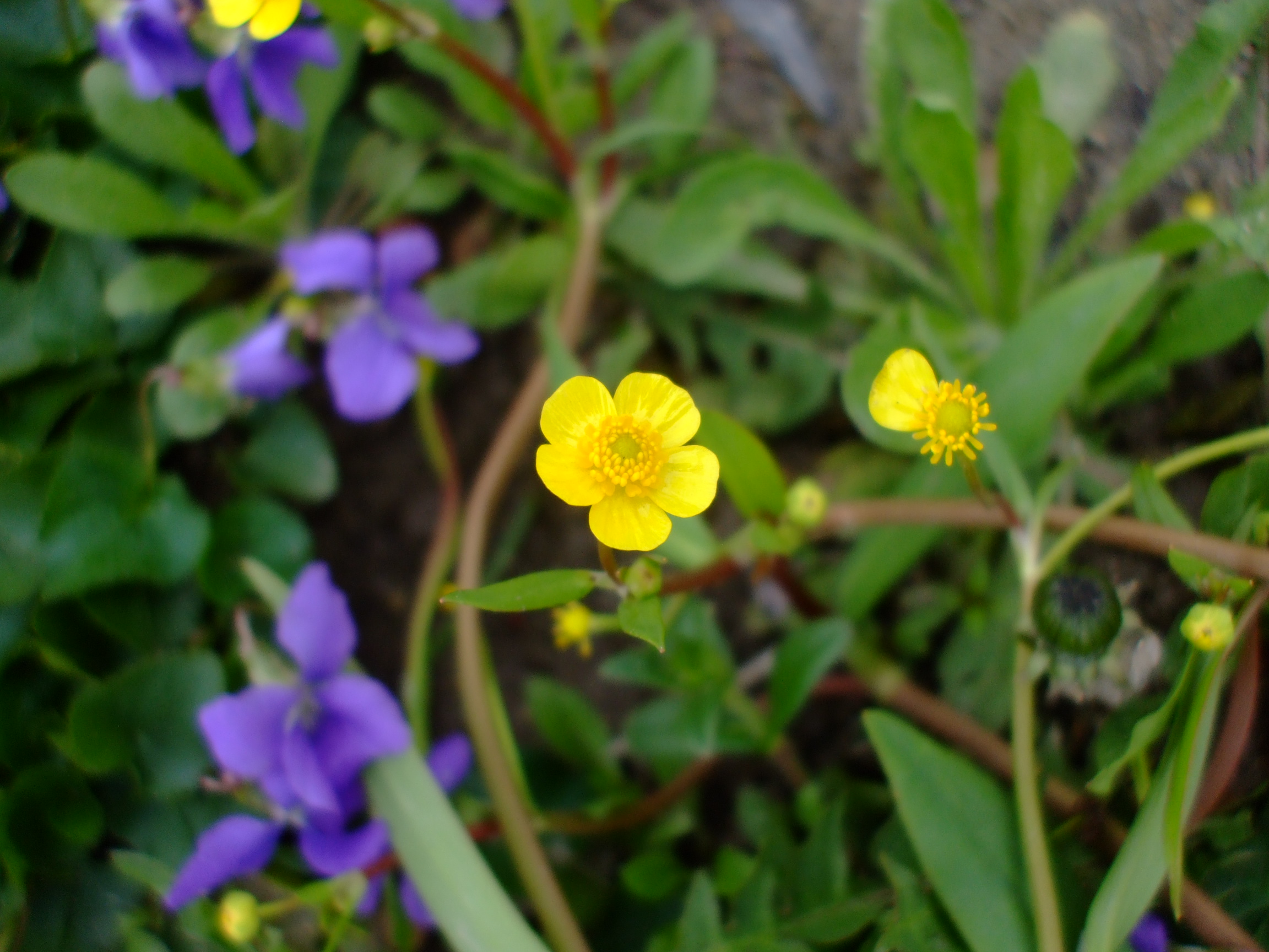 Ranunculus flammula